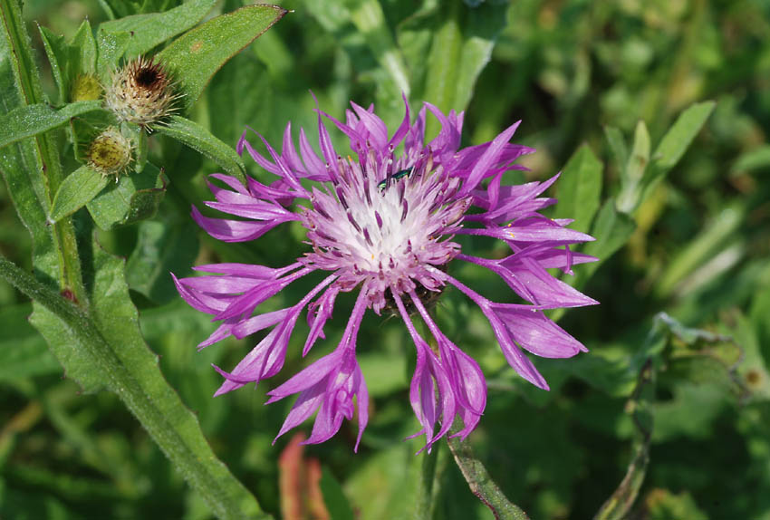 Centaurea napifolia / Fiordaliso romano